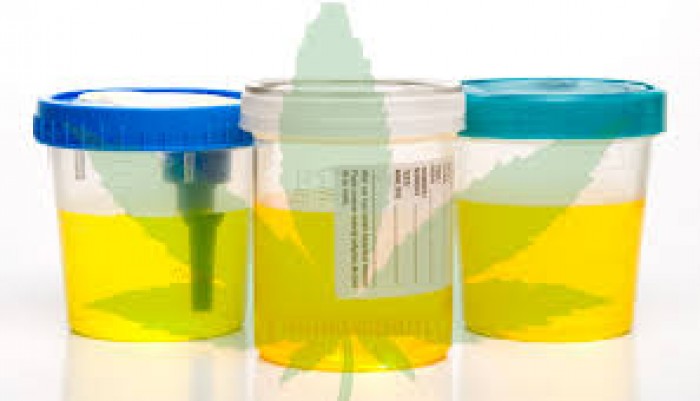 urine patenti